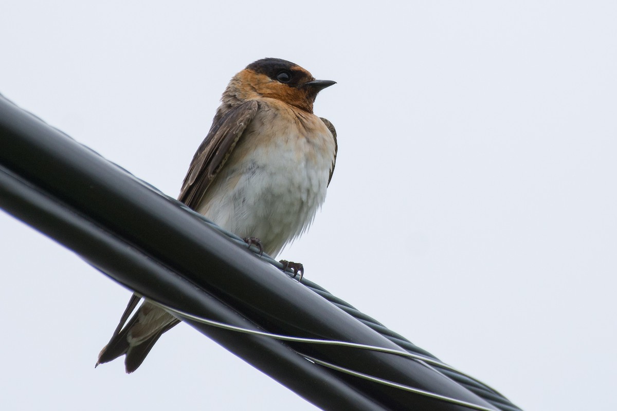 Cave Swallow - ML59211871