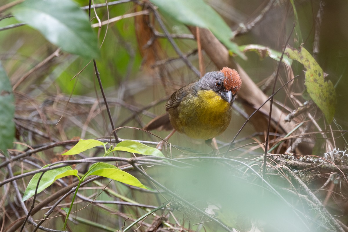 Rufous-capped Brushfinch - Luis Guillermo