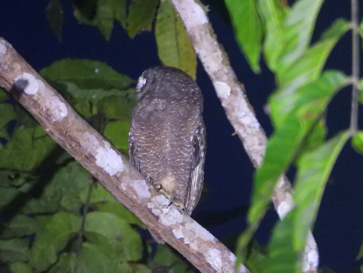 ML592121321 - Biak Scops-Owl - Macaulay Library