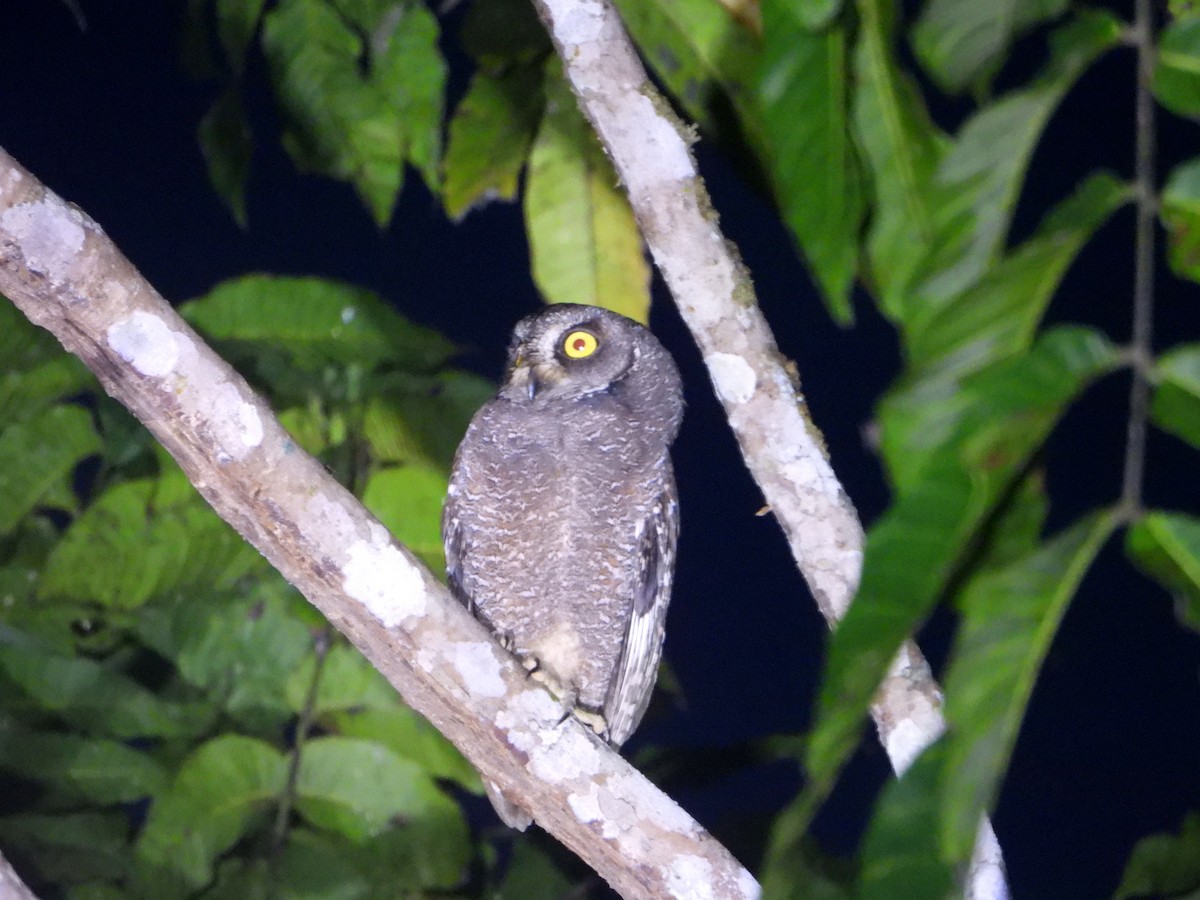 Biak Scops-Owl - ML592121331