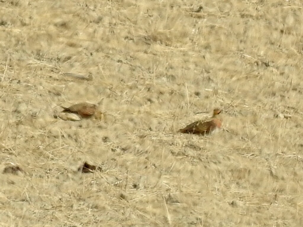 Pin-tailed Sandgrouse - Antonio Jesús Sepúlveda