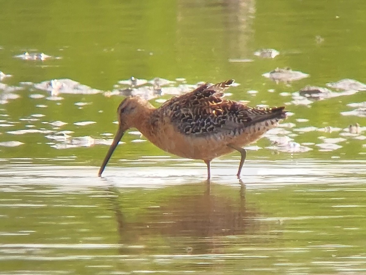 Long-billed Dowitcher - ML592126401