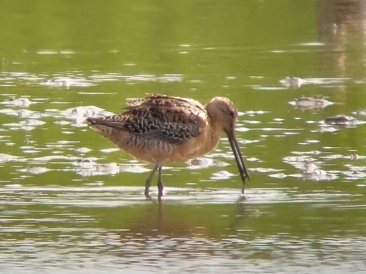 Long-billed Dowitcher - ML592126431