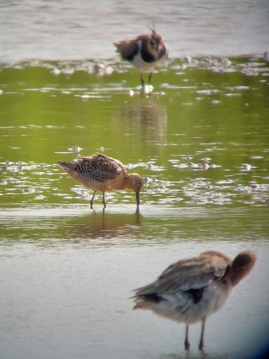 Long-billed Dowitcher - ML592126511