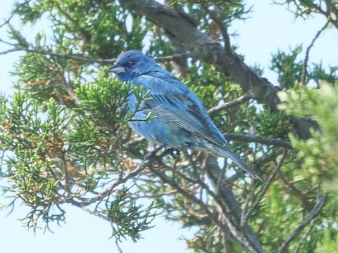 Indigo Bunting - Roger Horn