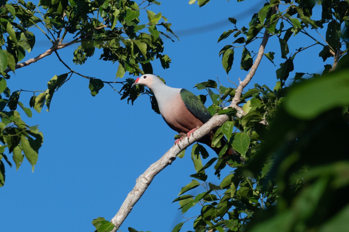 Red-knobbed Imperial-Pigeon - ML592131701
