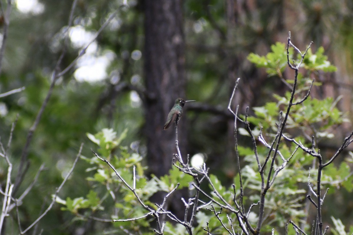 Rivoli's Hummingbird - ML592131761