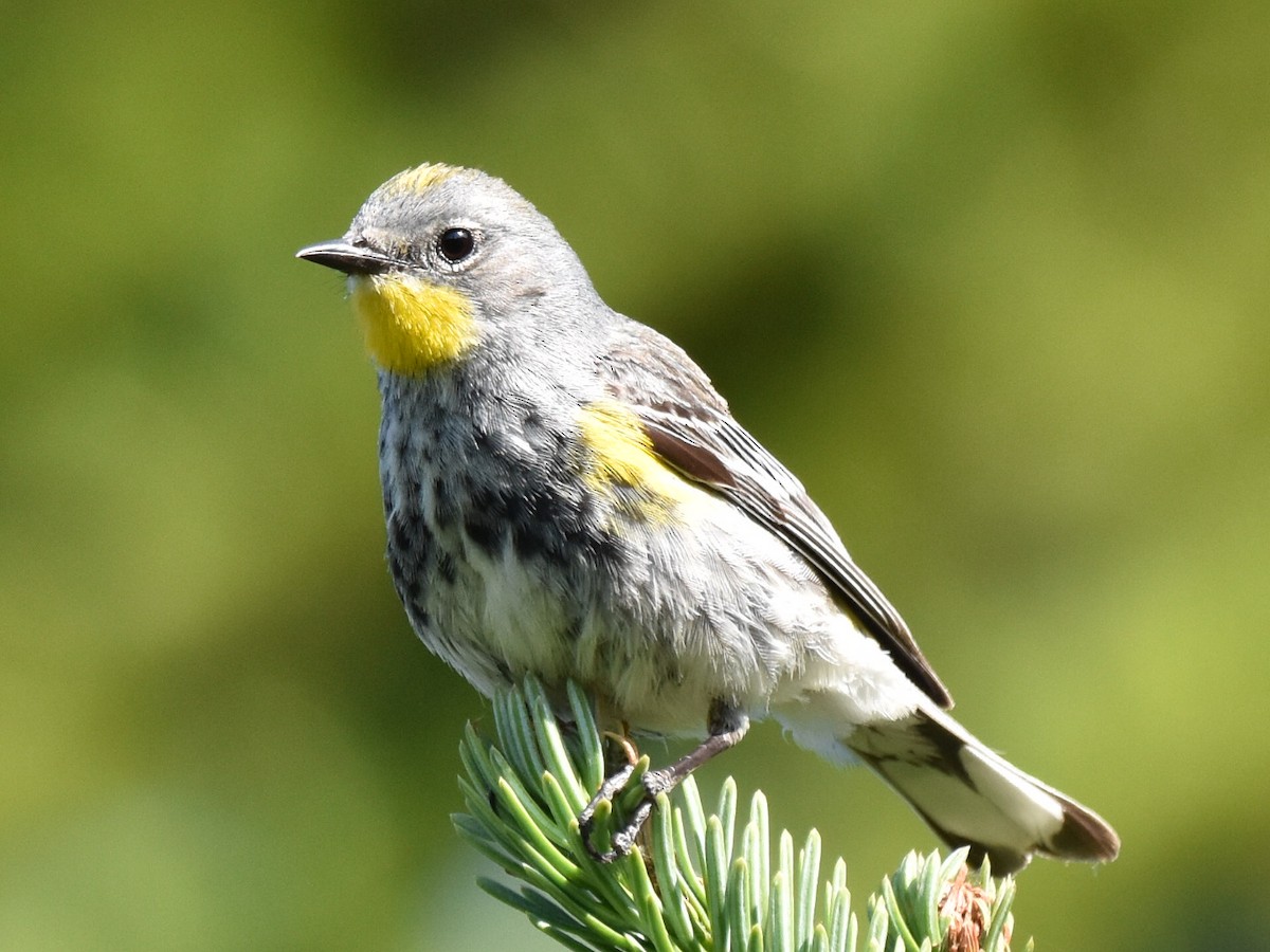Yellow-rumped Warbler (Audubon's) - ML592131961