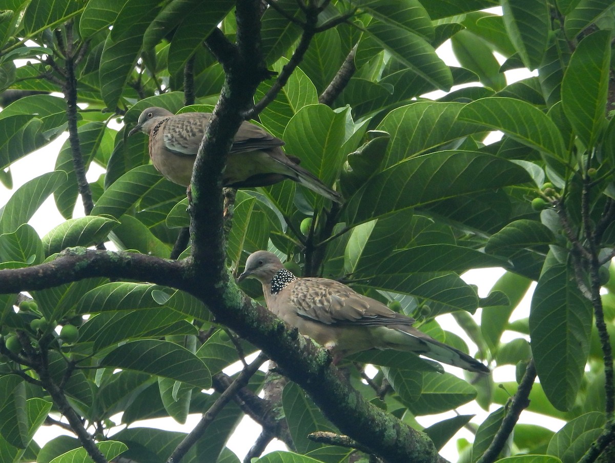 Spotted Dove (Eastern) - ML592133051