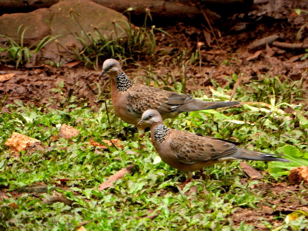Spotted Dove (Eastern) - ML592133061