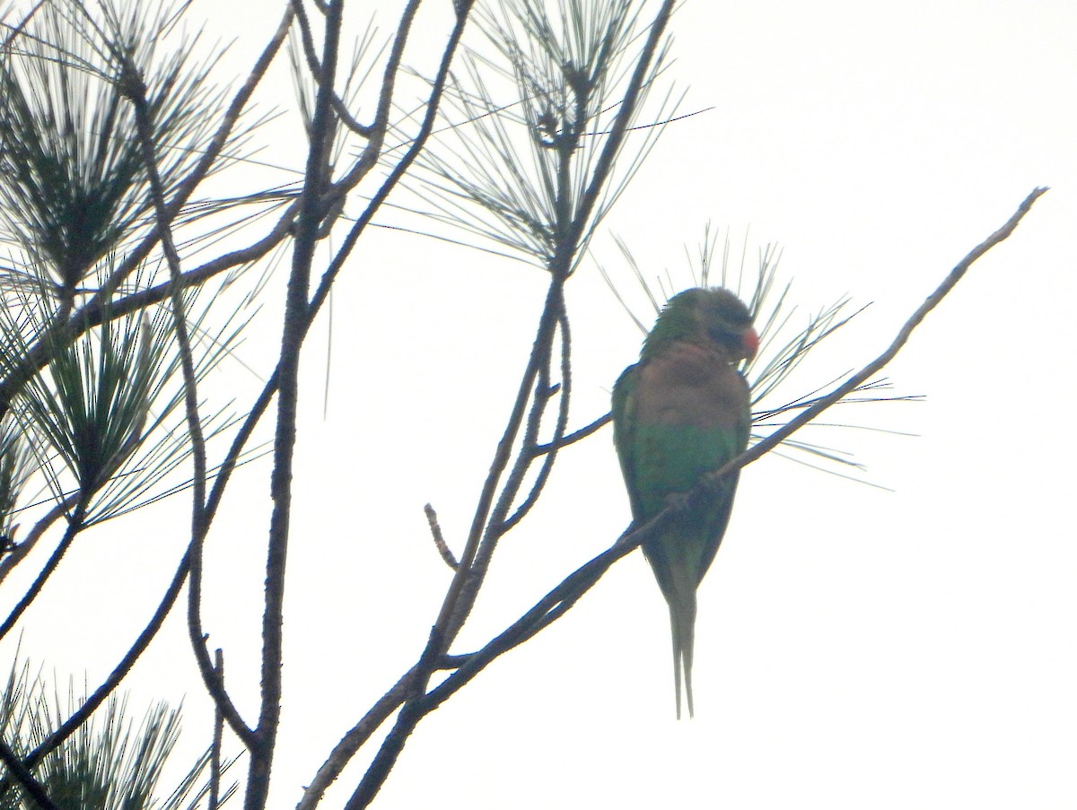 Red-breasted Parakeet - ML592137181