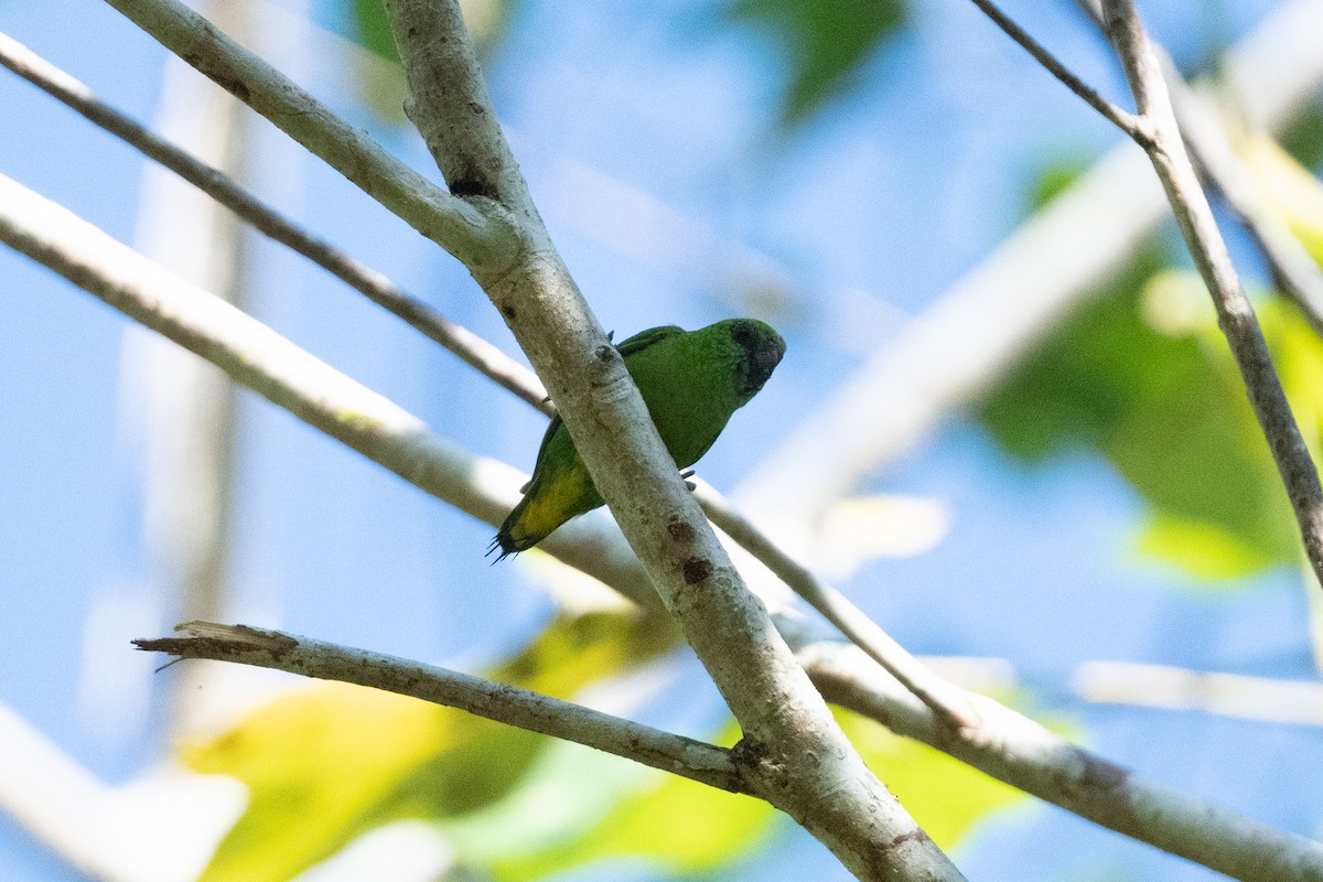 Папужка-пігмей зелений - ML592137241