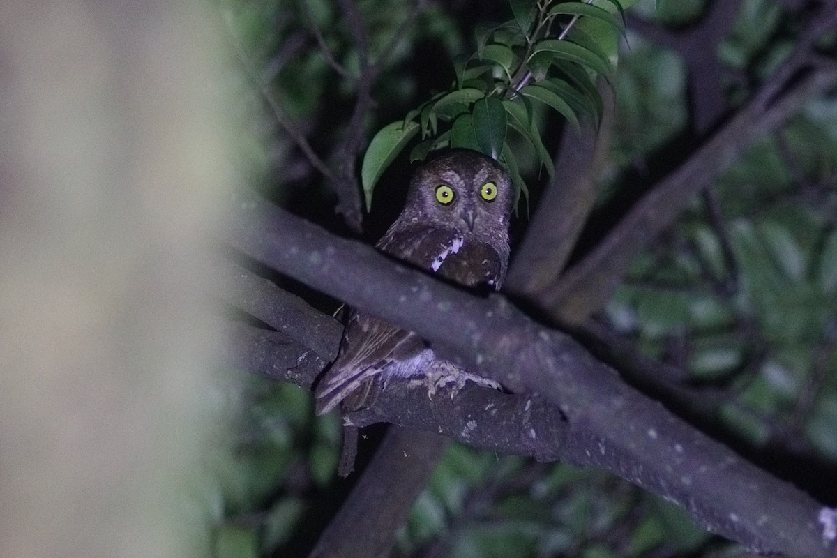 Oriental Scops-Owl (Oriental) - ML592138881