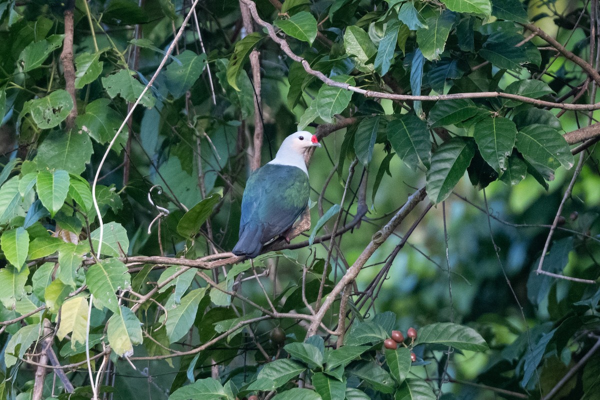 Red-knobbed Imperial-Pigeon (Gray-necked) - ML592139641