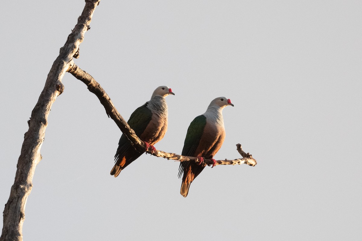 Red-knobbed Imperial-Pigeon (Gray-necked) - ML592139651