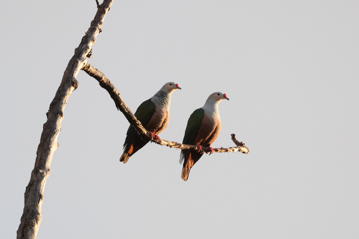 Red-knobbed Imperial-Pigeon (Gray-necked) - ML592139661
