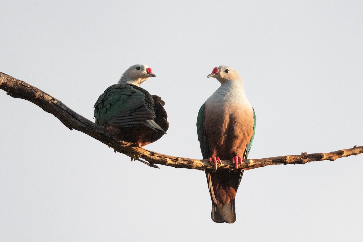 Red-knobbed Imperial-Pigeon (Gray-necked) - ML592139681
