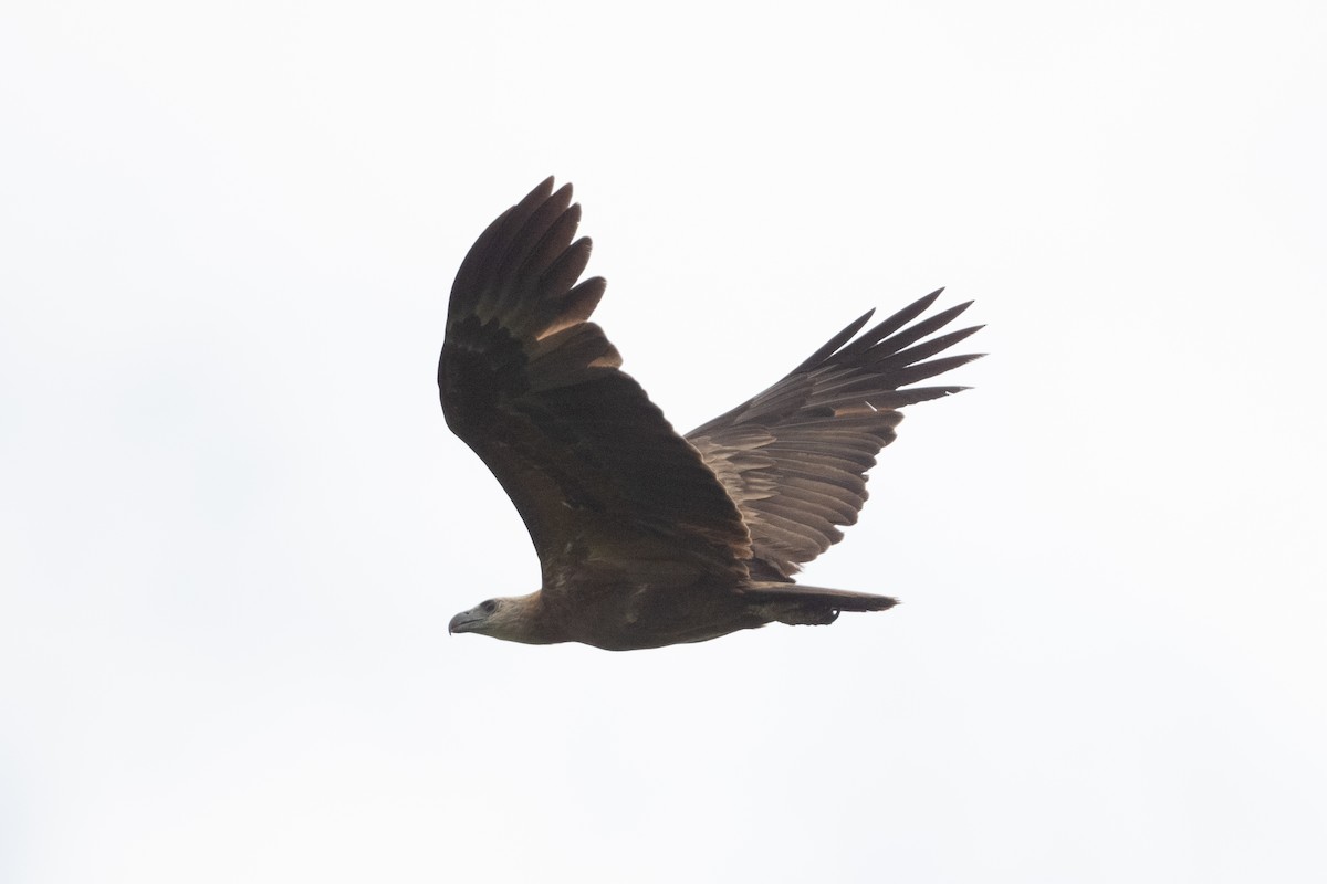 Соломонский орлан - ML592139981