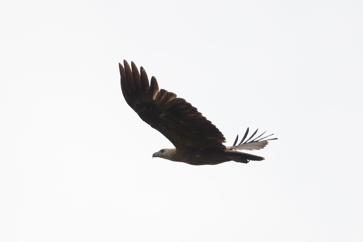 Соломонский орлан - ML592139991