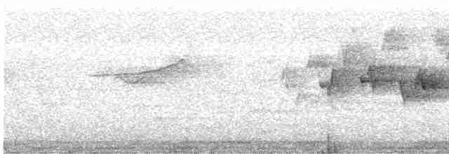 Тихоокеанский крапивник - ML592146571