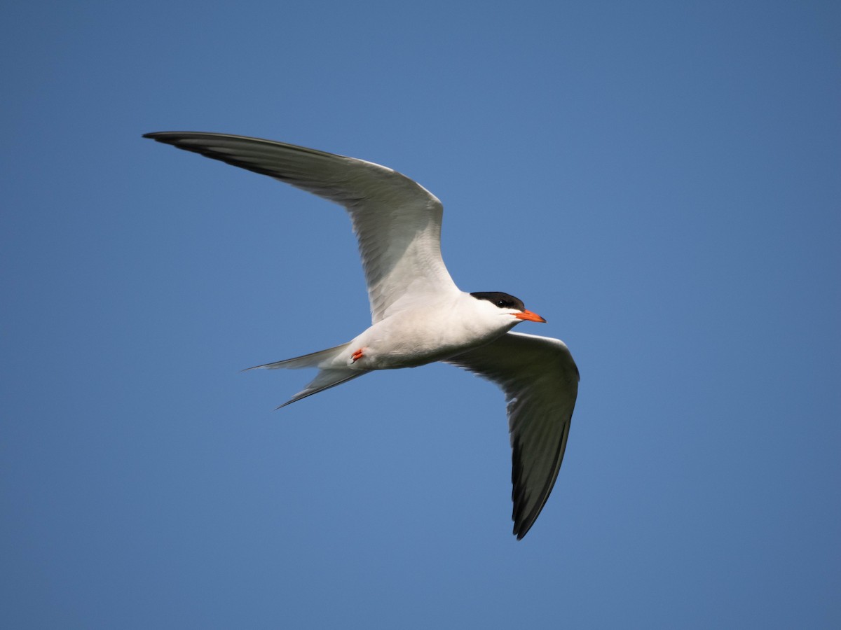 Common Tern - Allen Schenck