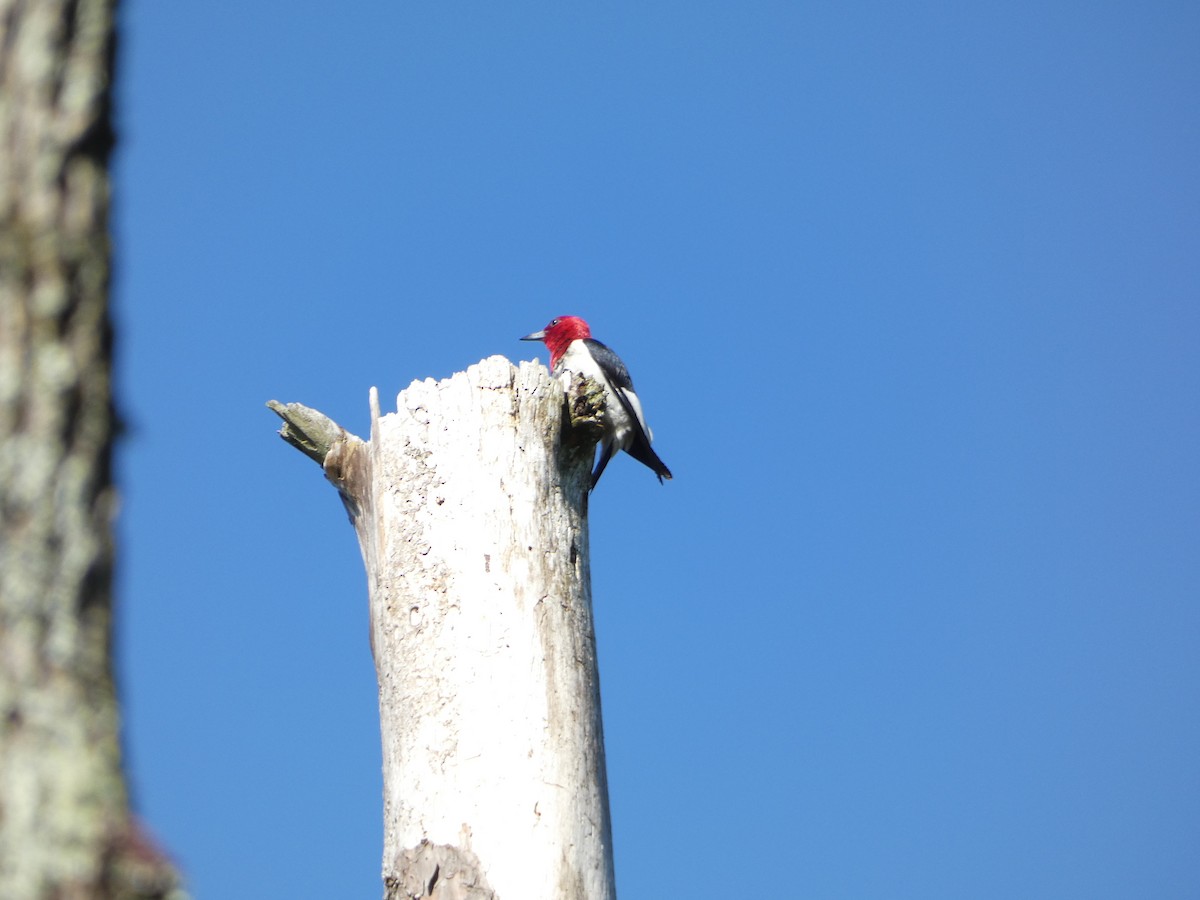 Red-headed Woodpecker - ML592149171