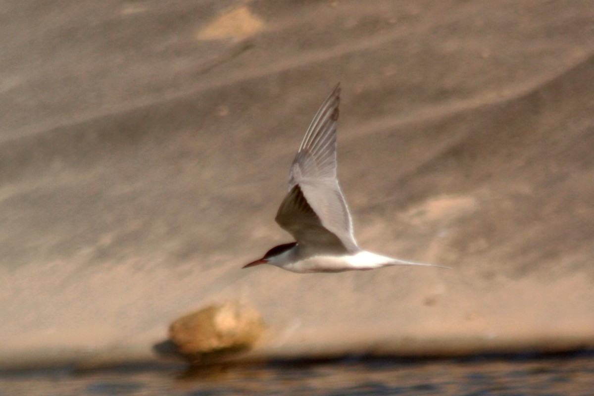 Common Tern - ML592150881