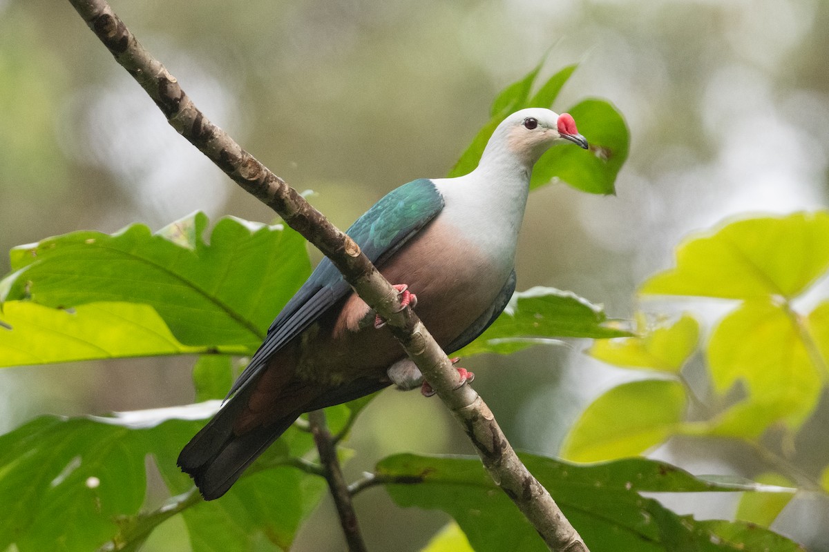 Red-knobbed Imperial-Pigeon - ML592152321