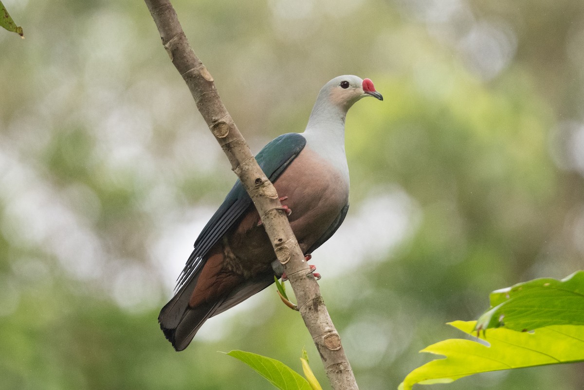 Red-knobbed Imperial-Pigeon - ML592152341