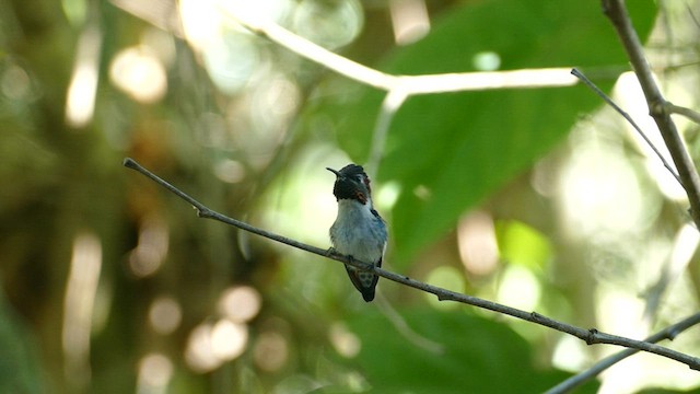 Bee Hummingbird - ML592153591