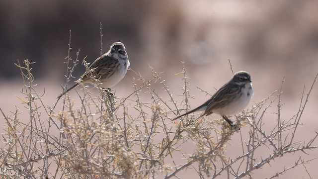 Sagebrush Sparrow - ML592154011