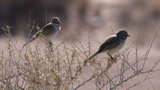 Sagebrush Sparrow - ML592154021