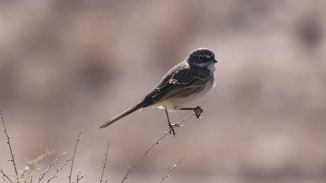 Sagebrush Sparrow - ML592154991