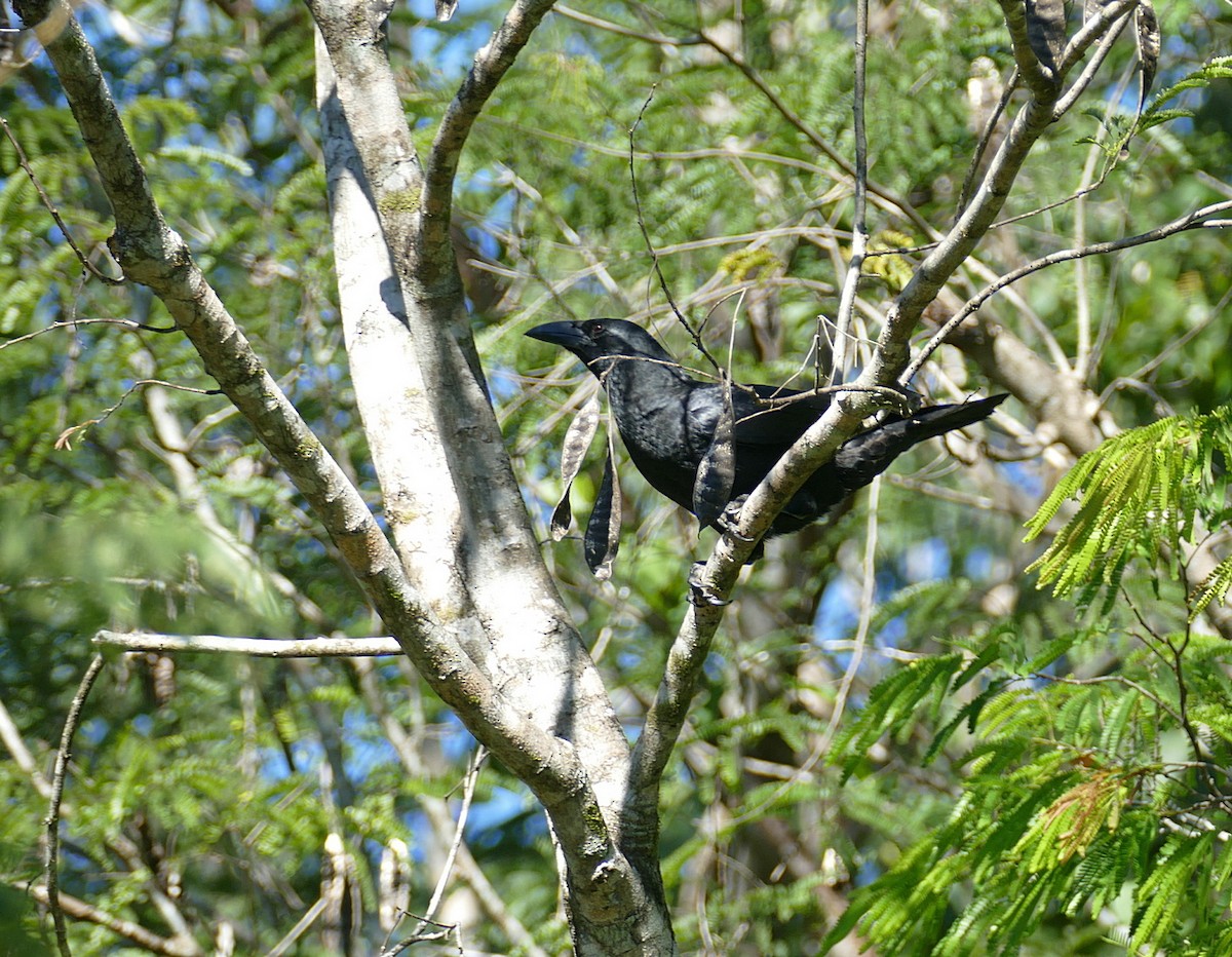 Cuban Crow - Jens Thalund