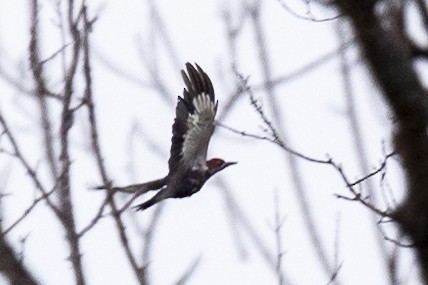 Pileated Woodpecker - ML592169221
