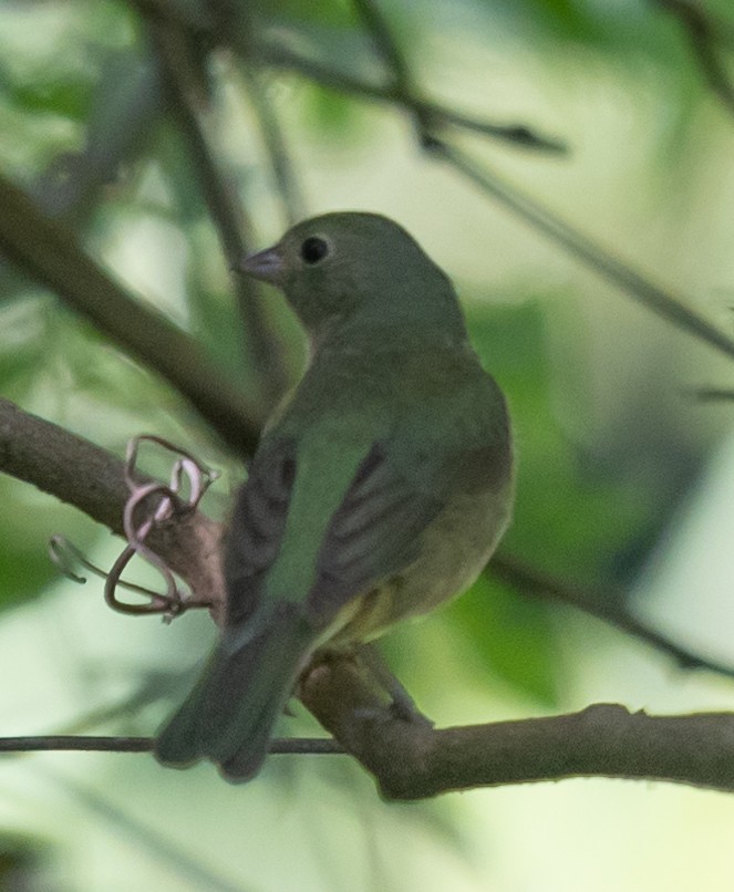 Painted Bunting - ML592171881