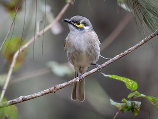  - Yellow-faced Honeyeater