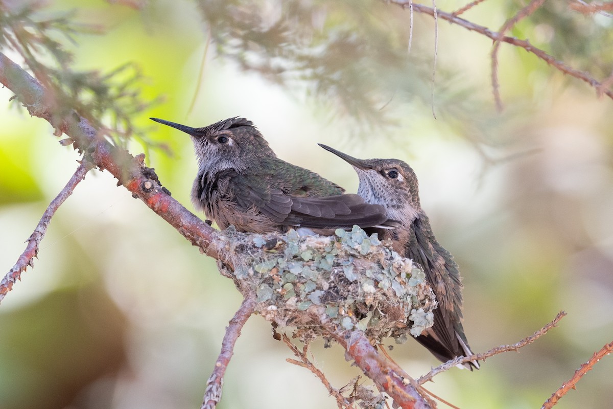 Broad-tailed Hummingbird - ML592176291