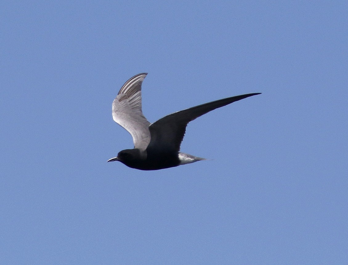 Black Tern - Bill Maynard
