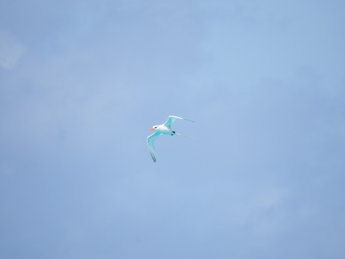 Weißschwanz-Tropikvogel - ML59218161