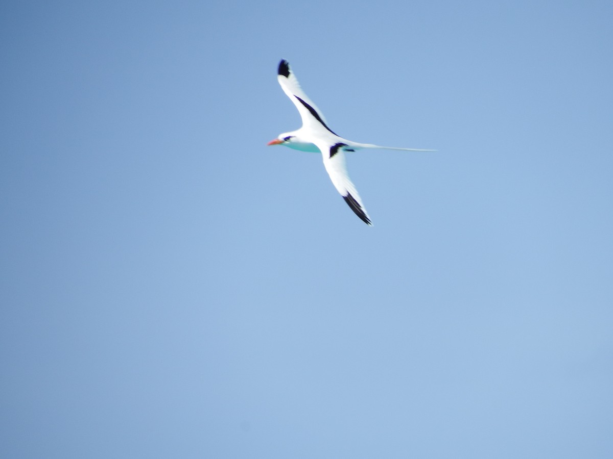 White-tailed Tropicbird - ML59218171
