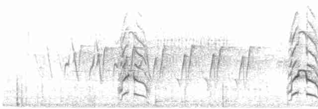 racek bouřní (ssp. heinei) - ML592183941