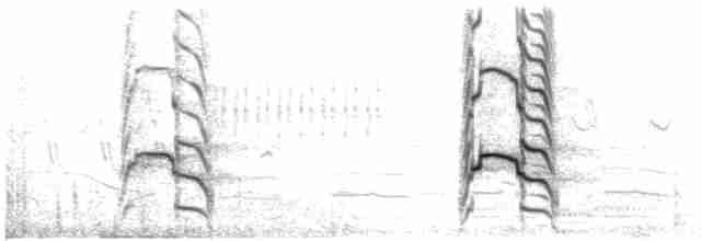 racek bouřní (ssp. heinei) - ML592186031