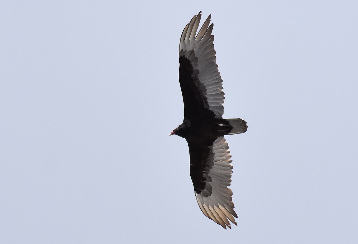 Turkey Vulture - David Wheeler