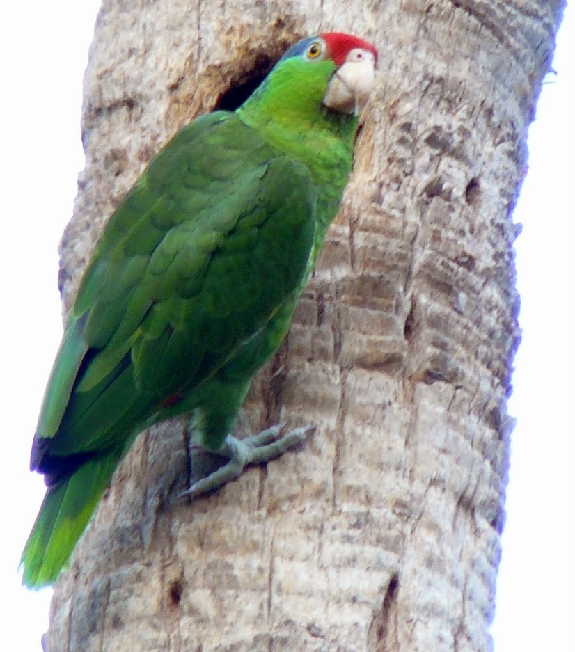 Red-crowned Parrot - ML592186691