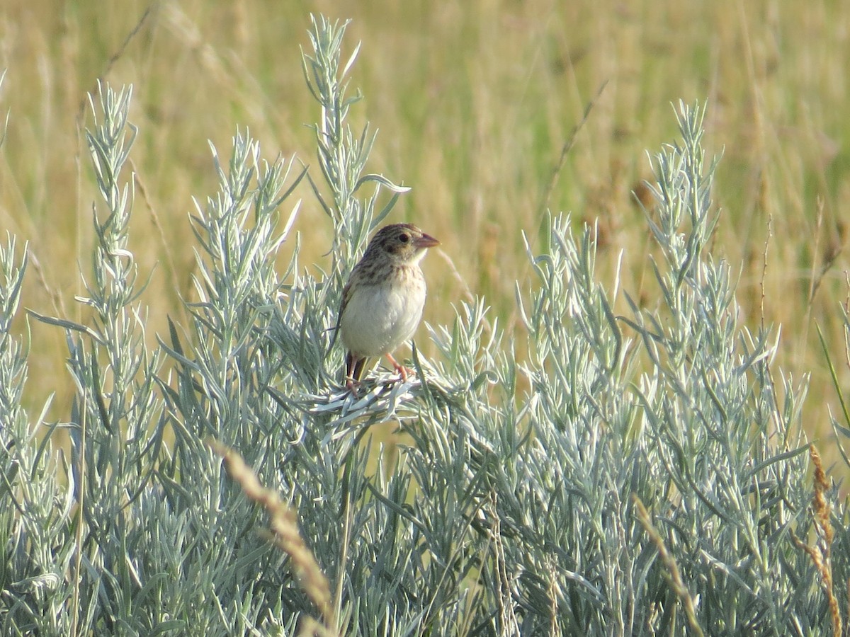 Grasshopper/Baird's Sparrow - ML592191451