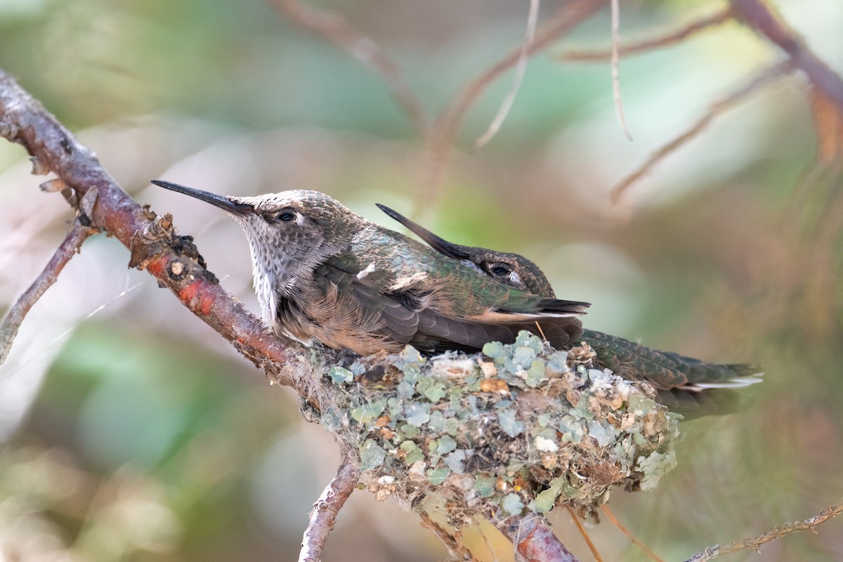 Broad-tailed Hummingbird - ML592191581