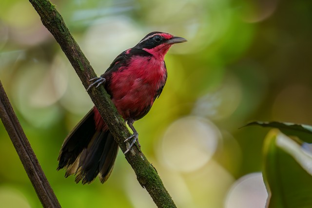 Rosy Thrush-tanager - eBird