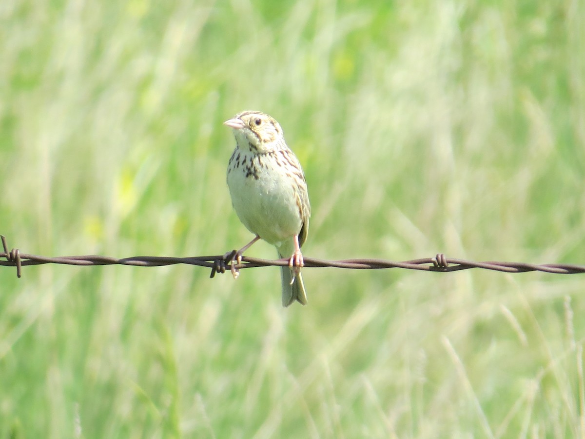 Baird's Sparrow - ML592197981