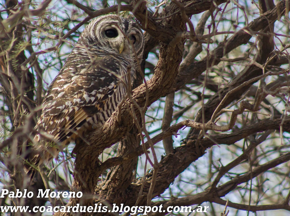 Chaco Owl - pablo moreno